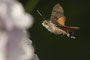 Schwebeflug (Taubenschwänzchen)