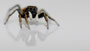 Springspinne