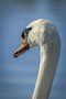 Schwanenportrait