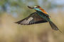 Rüttelflug