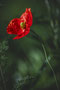 Mohn