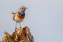 Blaukehlchen - Hochsitz