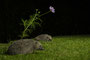Date unter der Blume
