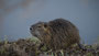 Nutrianachwuchs