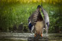 Wings of duck
