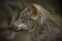 Junger Wolf