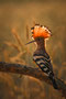 Sunset Hoopoe