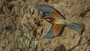 Wide wings