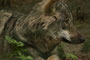 Junger Wolf