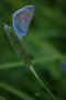 Blaufalter
