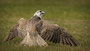 Mangelnder Falke