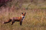 Herbstfuchs
