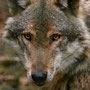 Wolfsblick