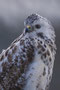 Bussard Portrait