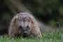 Igel kommt