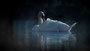 Schwan