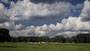 Clouds and Cows