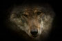 Wolfsblick