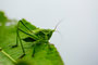 Green hopper
