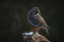 Sommervogel im Winter