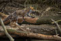 Poising fox
