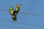 Schräger Vogel