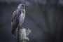 Bussard an Birke