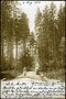 vor 1900, Waldweg zum Gamser