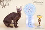 Brianna Fate Rex,Best Kitten (14-15.12.13, International Cat Show "SNOW CAT ", Voronezh)