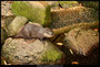 Otter 3,Noorder dierenpark Emmen