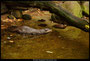 Otter 1,Noorder dierenpark Emmen