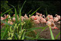 Flamingos 1, Noorder Dierenpark Emmen