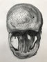 Head , 2021, A1