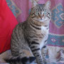 TITU