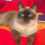 3-SUSI