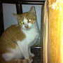12-2013 Saito (Elius)