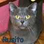 100-2013 Russito