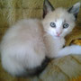 59-2013 Cora