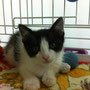 74-2013 Neko (Pussy) 