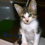 112-2013 Rony