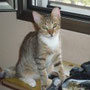 36-2013 Thor