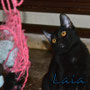 57- LAIA