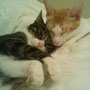 25/26-PQUE y CODY