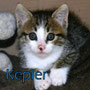 45- KEPLER