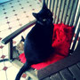 60-2013 Neko