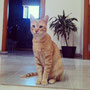33-2013 Lola