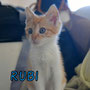 95-2013 Rubi