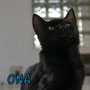 61- ONA