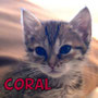 69-2013 Coral