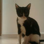 75-2013 Maneki (Bady)